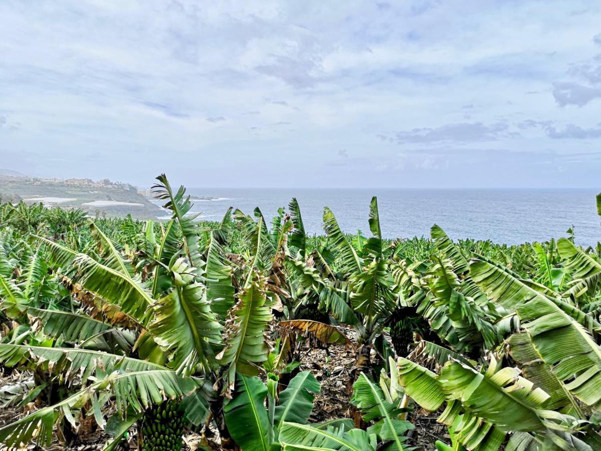 Banana Paradise لا أوروتافا المظهر الخارجي الصورة